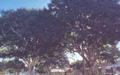 In The Shade Of Our Iconic Leopard Trees