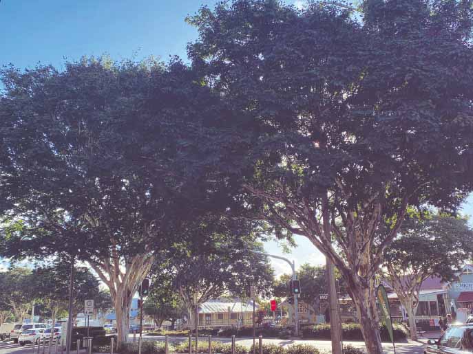 leopard Trees in Childers main street 4660