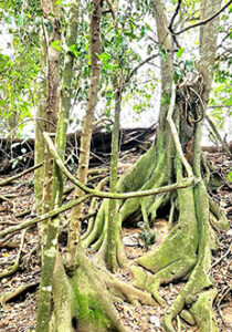 Olea paniculata Gregory River chitchat newspaper