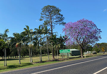 Jacaranda Trees Bloom in Childers