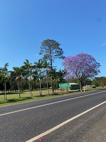 Jacaranda in Doolbi childers chitchat newspaper isis golf club
