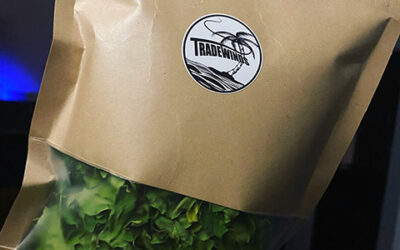 THE MIRACLE TREE COMES TO BUNDABERG