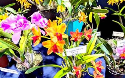 The Orchid Show