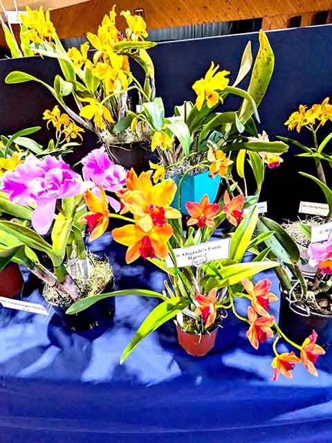 Childers Orchid Society 2024 chitchat newspaper