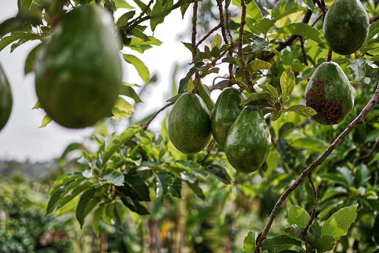 Childers and bundaberg avocados best in australia chitchat newspaper