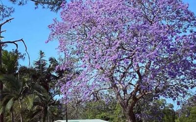 Jacaranda Trees Bloom in Childers