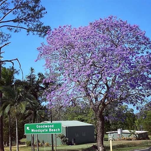 Jacaranda Trees Bloom in Childers
