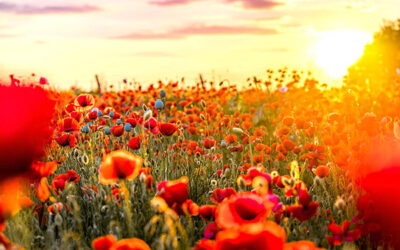 The Big Quiet and Jam Tin Timers