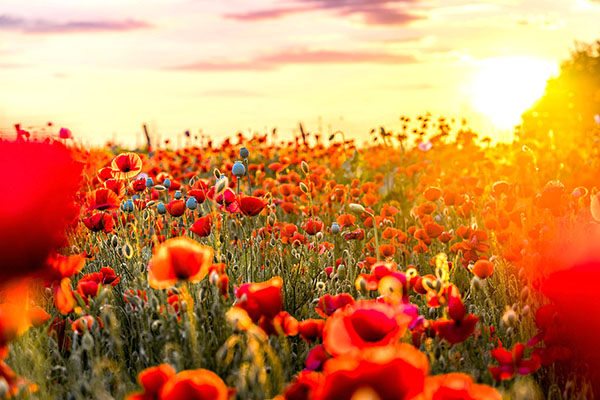 Gallipoli’s Great Escape Act – How clever tactics helped ANZAC soldiers slip away from the Turks. Chitchat Newspaper