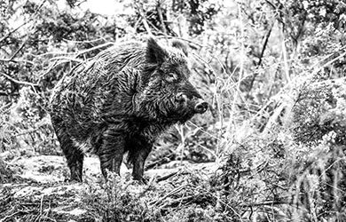 Bacon Chase: The Hunt for Feral Pigs in the Aussie Outback