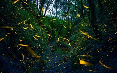 Fireflies in Goodwood?