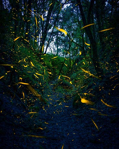 image of australian fireflies like the ones spotted in Goodwood Qld Australia