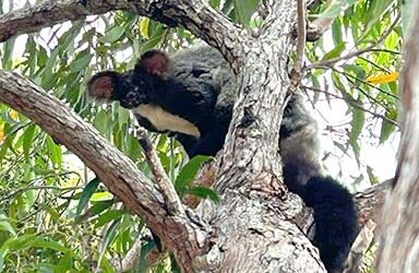 The Beauty of Gliders: A Rare Sight at  Big Rocks Bush Retreat