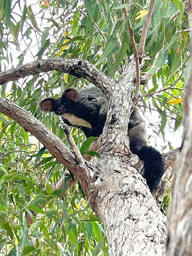 Big Rocks Bush Retreat, John Oxley had the pleasure of witnessing a truly awe-inspiring sight a glider chitchat newspaper