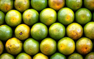 Saved from the Scraps: The Life of a Rescued Fruit