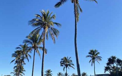 COCONUT CURE: ESCAPING THE WINTER BLUES IN BUNDABERG