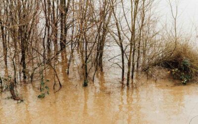 REFLECTTING ON THE FLOODS