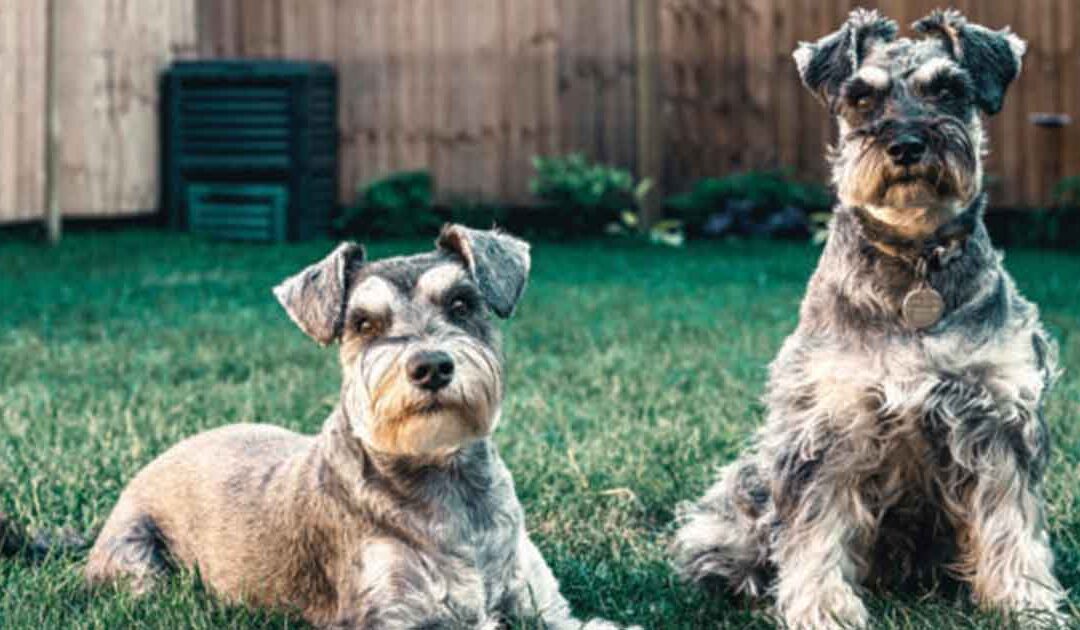 SCHNAUZER’S SOCIALISE IN KALKIE
