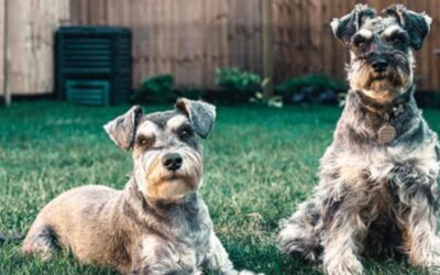 SCHNAUZER’S SOCIALISE IN KALKIE