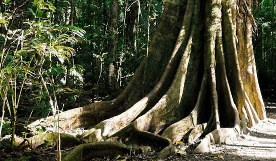 TINDALE”S “PYGMY ABORIGINAL” THEORY REVISITED:  A Local Family’s Story from the Atherton Tablelands