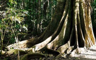 TINDALE”S “PYGMY ABORIGINAL” THEORY REVISITED:  A Local Family’s Story from the Atherton Tablelands