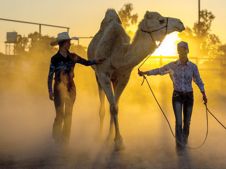 Matt Williams Photography - Camel Racing Bundaberg Chitchat Newspaper