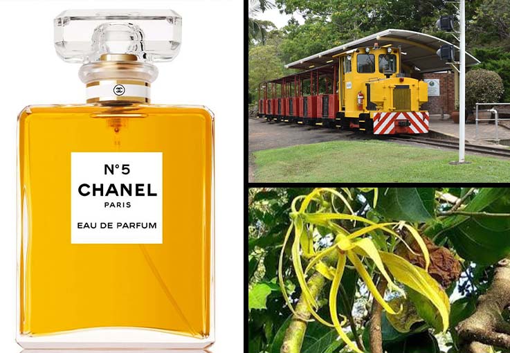 Hidden in plain sight beside the steam train station grows a rare ylang-ylang tree - Bundaberg Botanic Gardens Chanel Number 5.