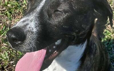 BEHIND THE RED COLLAR
