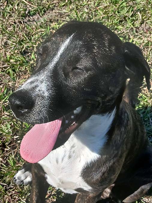 Red Collar Rescue Dog for adoption or you can help out and volunteer