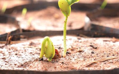 SEEDS OF RECOVERY FOR FLOOD AFFECTED HOMES